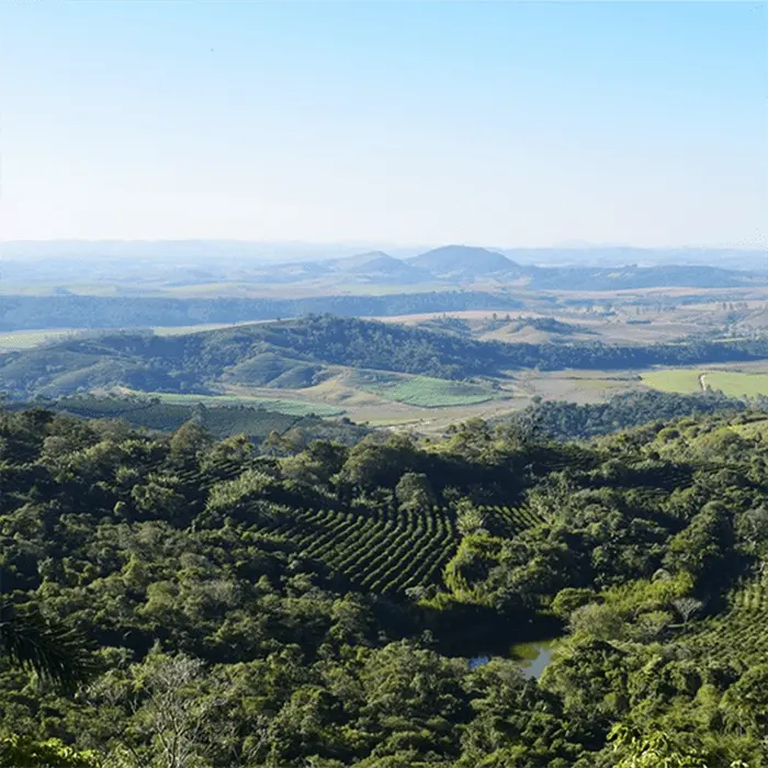 Brazil Fazenda Lagoa Natural Process Coffee