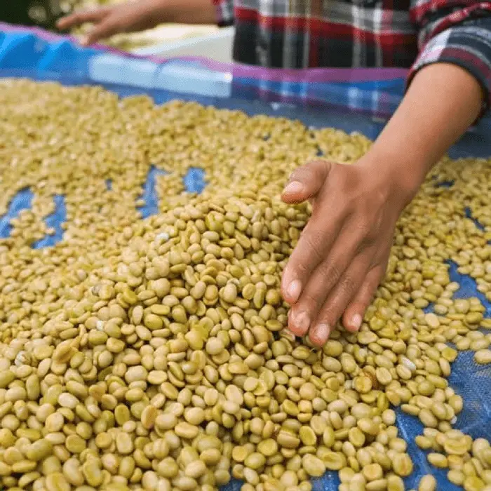 Colombia Tolima Huila Region Coffee Beans
