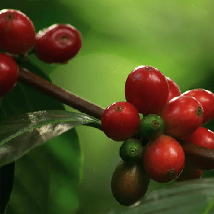 Decaffeinated Colombia Huila Coffee Beans