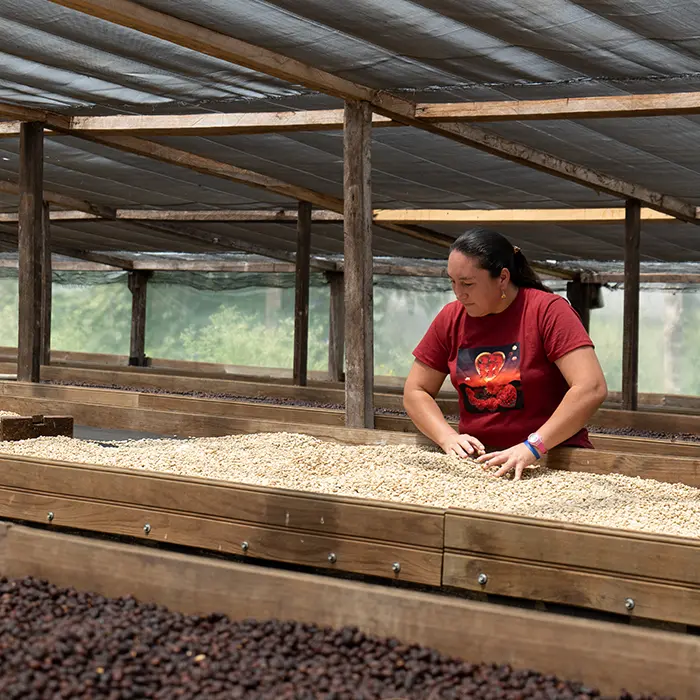 Honduras Maria Reyes Single-Origin Coffee