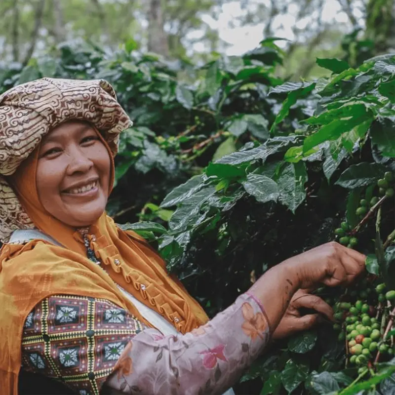 Sumatra Takengon Dark Roast Whole Bean Coffee